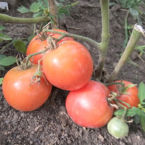 Une variété hybride précoce des sélectionneurs sibériens - Tomates Ob dômes et commentaires des résidents d'été sur ces tomates