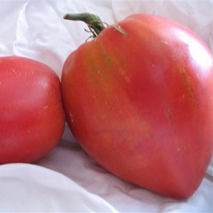 Une variété hybride précoce de sélectionneurs sibériens - Tomates Ob dômes et commentaires des résidents d'été sur ces tomates