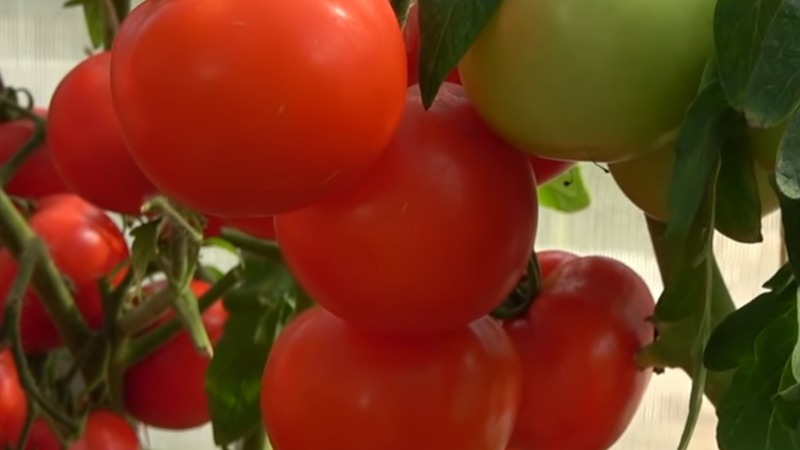 Una de las mejores variedades de maduración temprana y sin pretensiones: tomate Lyubasha f1: rendimiento y características