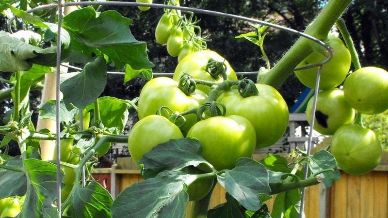 Una de las mejores variedades de maduración temprana y sin pretensiones: tomate Lyubasha f1: rendimiento y características