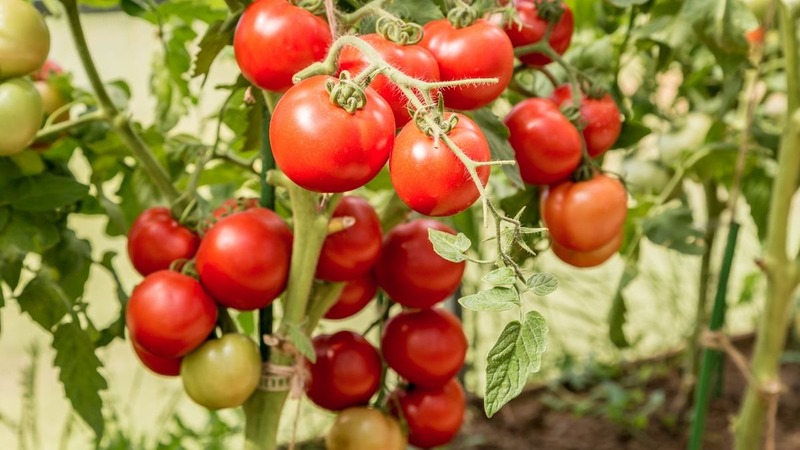 Eine der besten früh reifenden und unprätentiösen Sorten - Tomate Lyubasha f1: Ertrag und Eigenschaften