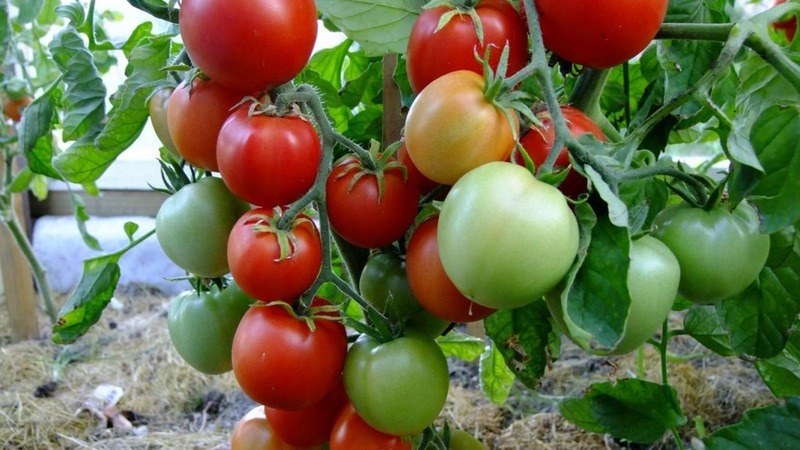 Eine der besten früh reifenden und unprätentiösen Sorten - Tomate Lyubasha f1: Ertrag und Eigenschaften
