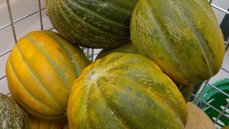 Paano naiiba ang Chamomile melon mula sa iba pang mga varieties at sulit na lumaki