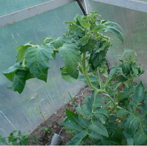 Por qué los tomates en invernadero engordan y qué hacer si esto sucede: una guía de acción y consejos útiles