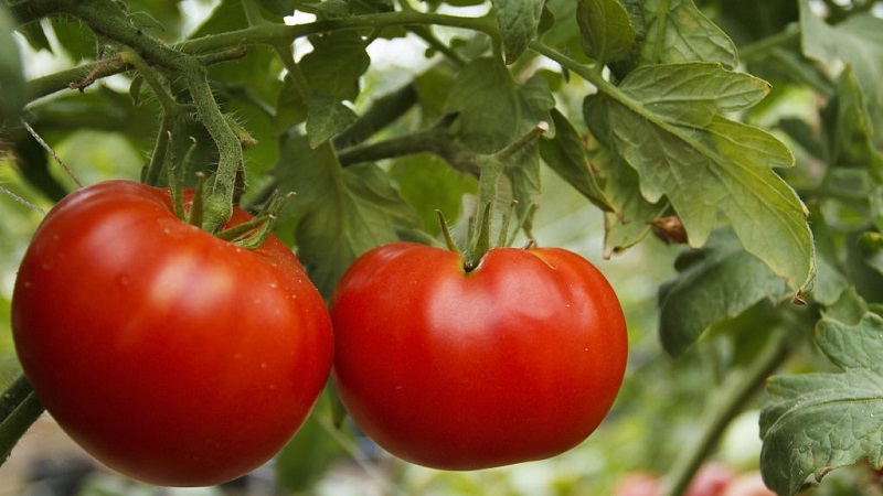 Universel, productif, à maturation précoce et tellement apprécié des résidents d'été tomate miracle sibérien