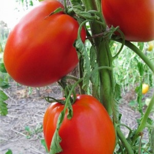 Universel, productif, à maturation précoce et tellement apprécié des résidents d'été tomate miracle sibérien