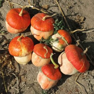 Como é a abóbora decorativa do turbante Chapeuzinho Vermelho e por que cultivá-la?