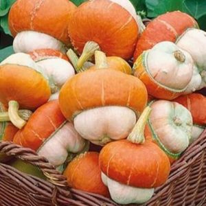 What does the decorative turban-shaped pumpkin Little Red Riding Hood look like and why grow it?