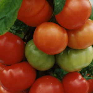 Ein Favorit der Gemüseanbauer, eine von russischen Züchtern gespendete Sorte - Tomate Olya F1