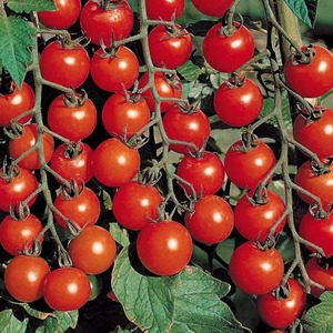 Un favori des maraîchers, une variété offerte par les sélectionneurs russes - Tomate Olya F1