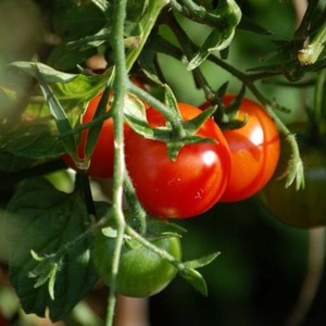 A favorite of vegetable growers, a variety donated by Russian breeders - tomato Olya F1