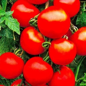 Ein Favorit der Gemüsebauern, eine von russischen Züchtern gespendete Sorte - Tomate Olya F1
