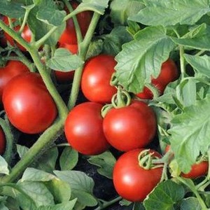 En favorit bland grönsaksodlare, en sort som doneras av ryska uppfödare - tomat Olya F1