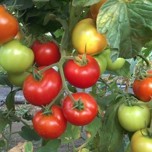 Ideal para climas fríos, pero con una rica cosecha de tomate Martha F1