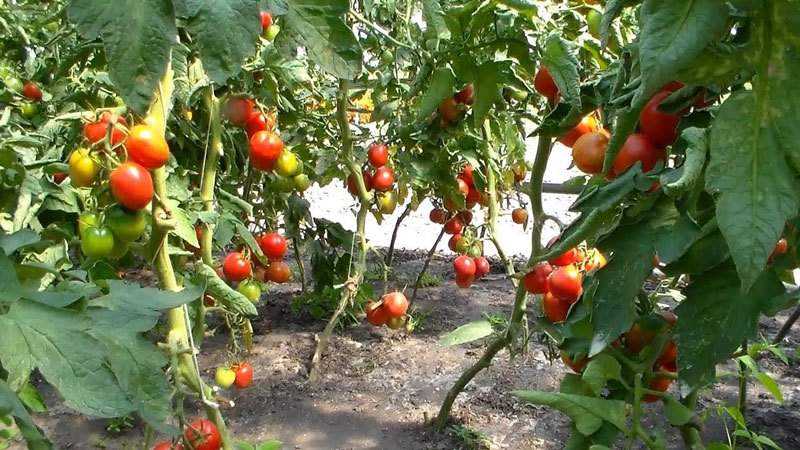 Hybridsorte japanischer Züchter - Tomate Pink Paradise F1
