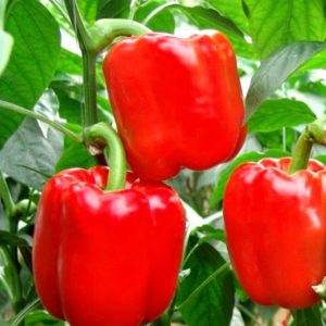 Matamis at makatas na iba't ibang Cholstyach pepper para sa mga greenhouse at bukas na lupa