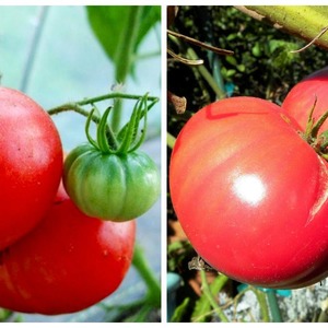 Ekimden hasat domatesine kadar büyüyoruz Pembe Mucize F1: çiftçilerin yorumları ve pratik öneriler