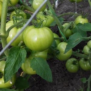 Ekimden hasat domatesine kadar büyüyoruz Pembe Mucize F1: çiftçilerin yorumları ve pratik öneriler