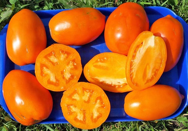 Assortiment de tomates Konigsberg: description des variétés et conseils pour une culture efficace