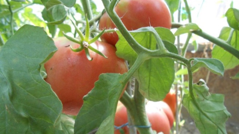 Eine gute Wahl, auch für unerfahrene Gärtner, ist Mashenkas Tomate und die Geheimnisse des Anbaus, um eine reiche Ernte zu erzielen