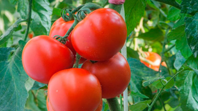 Eine gute Wahl, selbst für unerfahrene Gärtner, ist Mashenkas Tomate und die Geheimnisse des Anbaus, um eine reiche Ernte zu erzielen