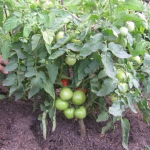 Tomato Em Champion: caratteristiche e descrizione della varietà, recensioni di chi ha piantato pomodori e foto