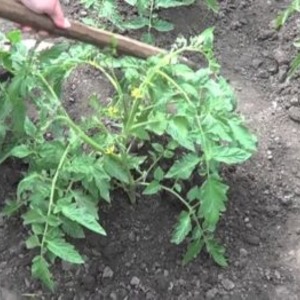 Tomato Em Champion: egenskaper och beskrivning av variationen, recensioner av dem som planterade tomater och foton