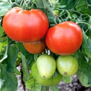 Tomato Em Champion: Eigenschaften und Beschreibung der Sorte, Bewertungen derjenigen, die Tomaten gepflanzt haben, und Fotos