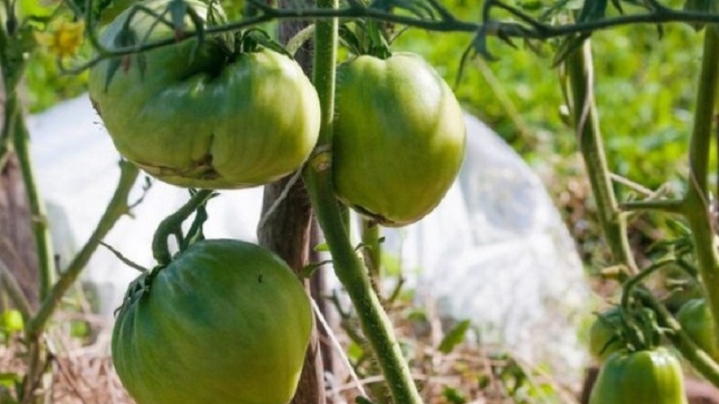 Extrémne neobvyklá odroda od sibírskych chovateľov - japonské krabie paradajky, ktoré nenechajú nikoho ľahostajným