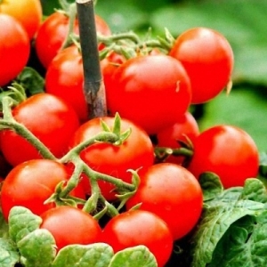 Popüler ve sevilen bir tatlı ve ekşi kiraz domates çeşidi: Japon fırçalı domates ve faydaları