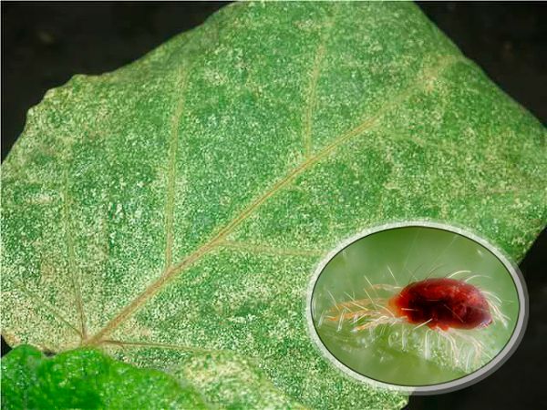Patlıcan üzerindeki örümcek akarı tehlikesi nedir ve bununla nasıl etkili bir şekilde baş edilir?