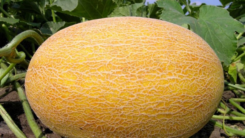 Melon là một loại quả mọng, trái cây hoặc rau