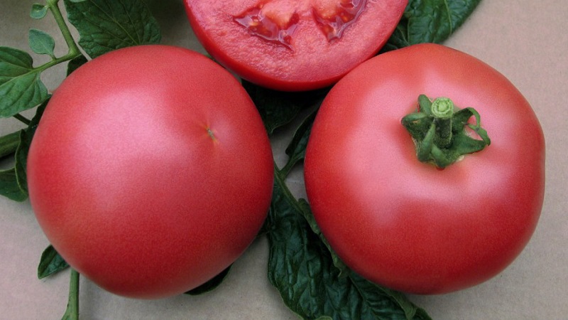 Hybridná odroda japonských chovateľov - paradajka Pink Paradise F1