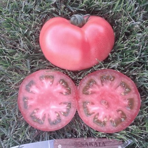 Hybride variëteit van Japanse fokkers - tomaat Pink Paradise F1