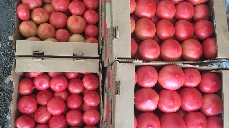 Japanilaisten kasvattajien hybridilajike - tomaatti Pink Paradise F1