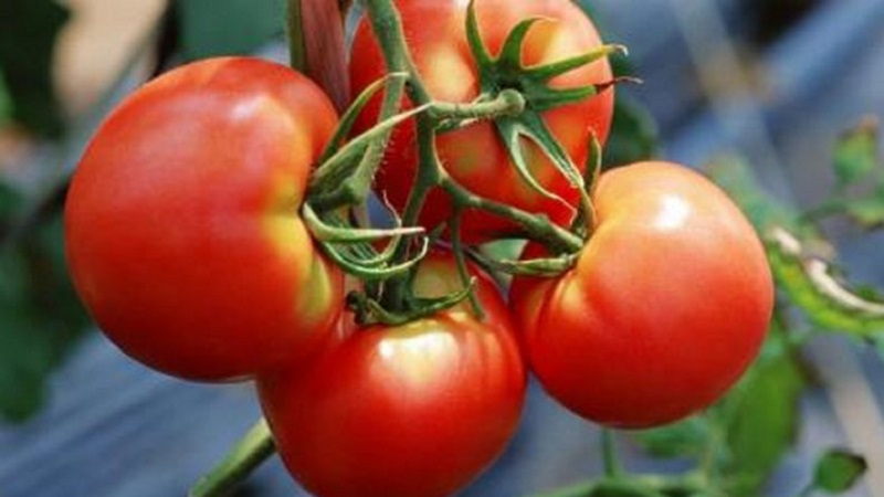 Wie man mit rotroten Tomaten hohe Erträge erzielt