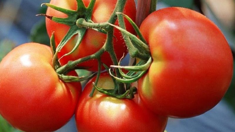 Kaip pasiekti didelį derlių iš raudonojo raudonojo pomidoro
