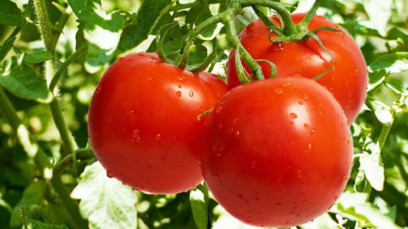 Hur man uppnår höga avkastningar från röd röd tomat