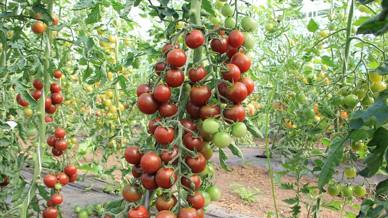 How to achieve high yields from red red tomato