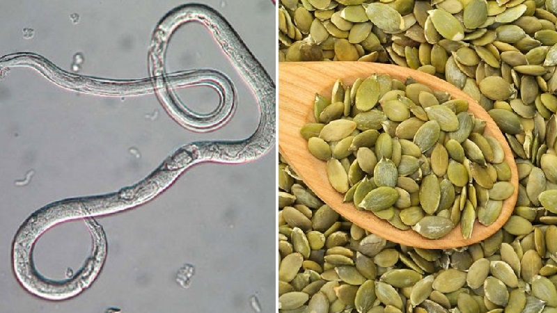 Como usar sementes de abóbora para minhocas: a eficácia do tratamento e as melhores receitas populares