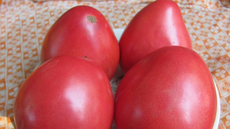 Cách trồng cà chua Pudovik cho năng suất cao hơn