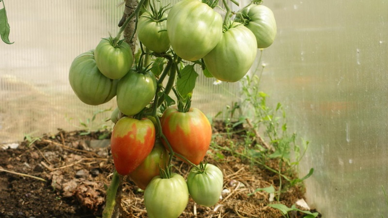 Slik dyrker du en tomat Pudovik for større produktivitet