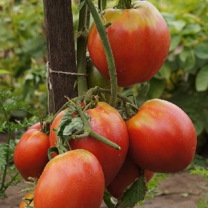 Jak pěstovat rajče Pudovik pro vyšší výnosy