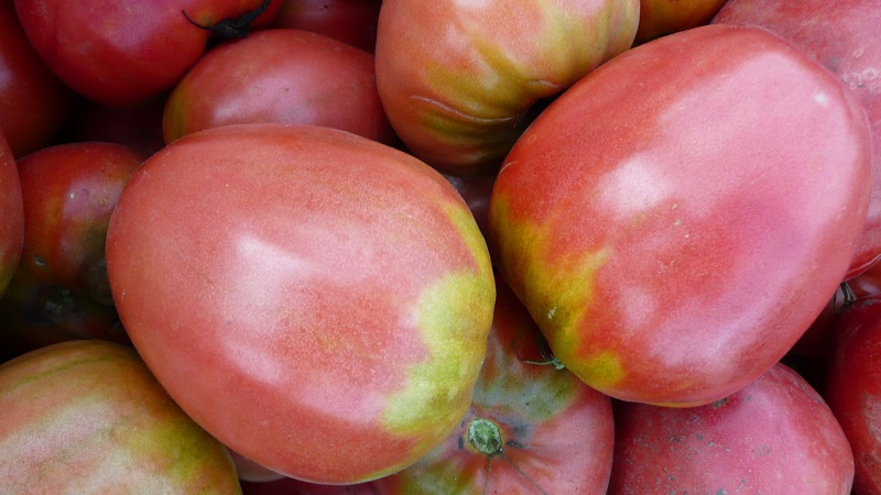 Come coltivare un pomodoro Pudovik per rese più elevate