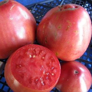 Ako pestovať paradajok Pudovik pre vyššie výnosy