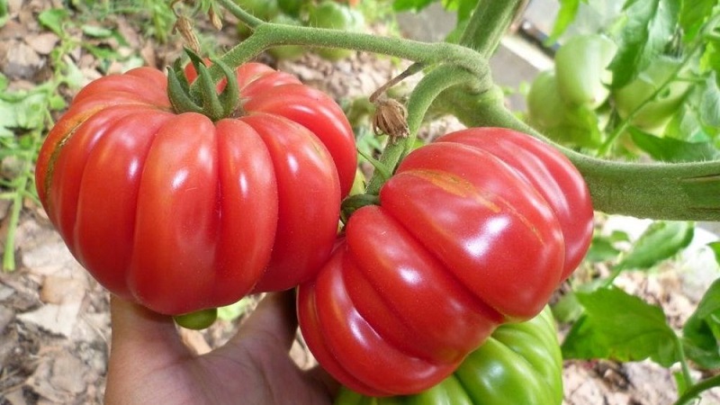 Ypač neįprasta veislė iš Sibiro selekcininkų - japoniškas krabų pomidoras, kuris nepaliks abejingų