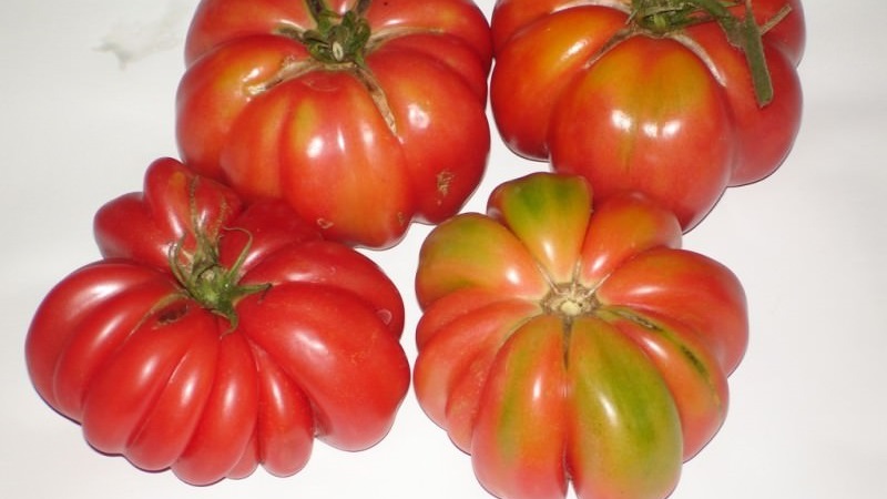 Niezwykle niezwykła odmiana od syberyjskich hodowców - japoński pomidor krabowy, który nikogo nie pozostawi obojętnym