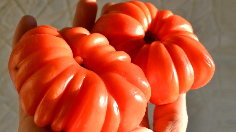 Sibirya yetiştiricilerinden son derece sıra dışı bir çeşitlilik - kimseyi kayıtsız bırakmayacak Japon yengeç domates