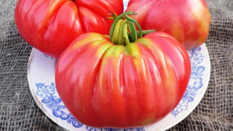 Extrémně neobvyklá odrůda od sibiřských chovatelů - japonské krabí rajče, které nikoho nenechají lhostejným