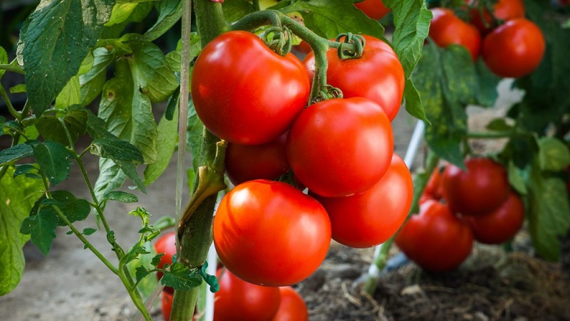 Mocne, odporne krzewy na otwarty teren - pomidor Tatyana: co jest dobre i jak prawidłowo uprawiać